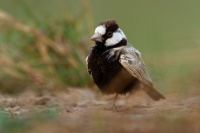 Skrivan obojkovy - Eremopterix nigriceps - Black-crowned Sparrow-Lark 3546